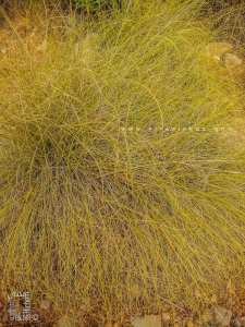 L'Halfa ou Stipa tenacissima