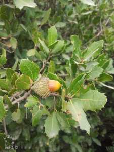 Glands de chênes en arabe El Balloute (البلوط)
