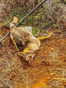 Un chacal mort près d'un cham à Tagma (empoisonné?)