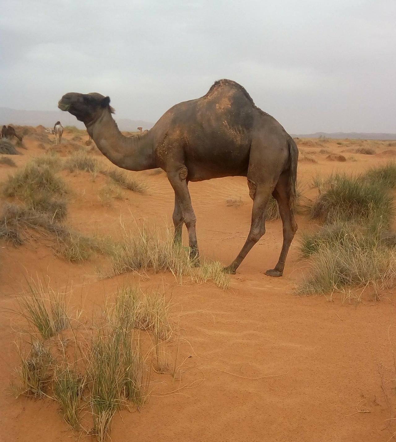 #Aïn_Sefra wilaya de #Naâma #Algérie.. !