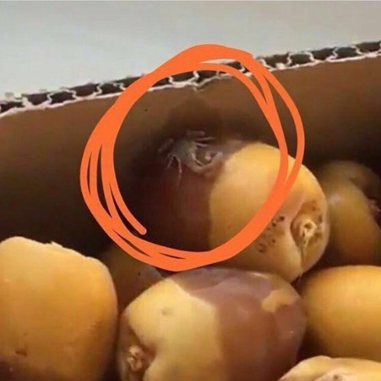 فرخ العقرب وجد داخل قشر الرطب اغسلوه وتفحصوه قبل الاكل وانشروا لتوعية الناس بالحذر والحيطة حفظنا الله واياكم
