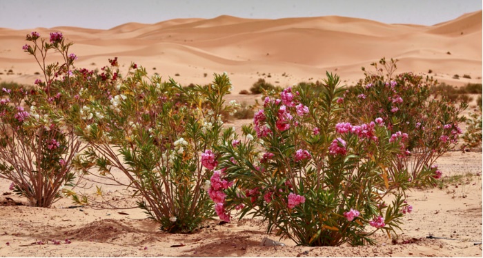 Oued Saoura, le Nil du Sud-Ouest Algérien... !