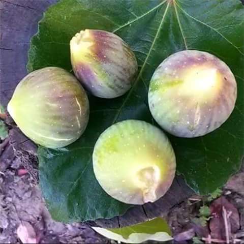 Succulentes nos figues