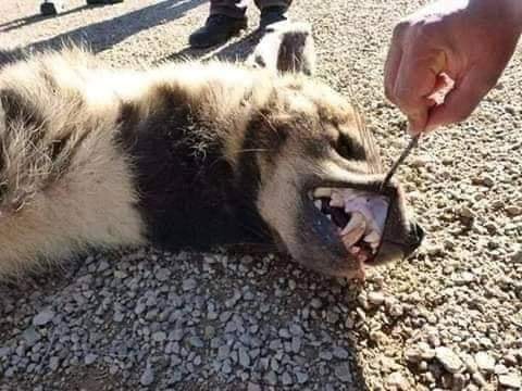 سؤال_حير_الناس ! لماذا لا يتم دفن الضبع إلا بوجود الشرطة أو الدرك أومحضر قضائي؟