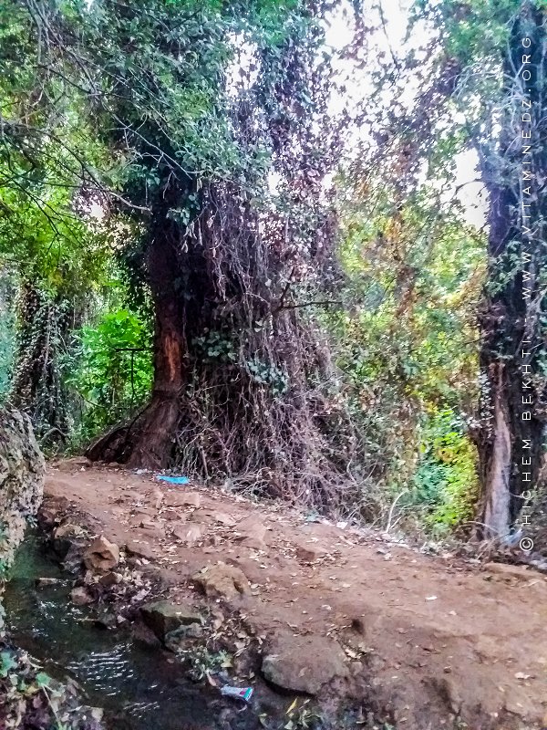 Ain Ben Sari ou Ain Fouara une des sources sur les hauteurs de Tlemcen