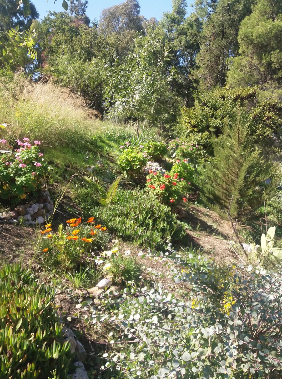 Constantine – Djenane Dardar Qacentina se remet à revivre après une période très chaude et destructrice