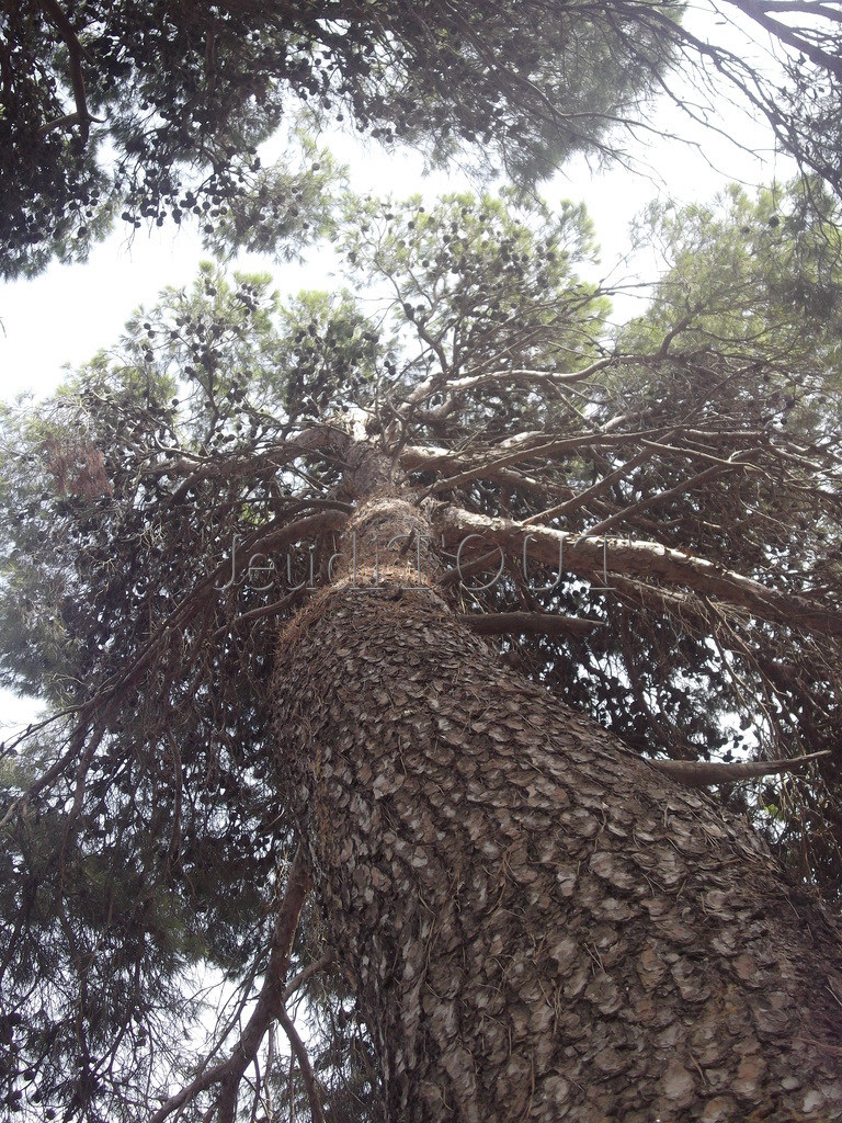 la forêt de Zemmouri