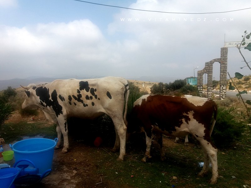 Des vaches laitières se promenant sur les hauteurs des Beni Add