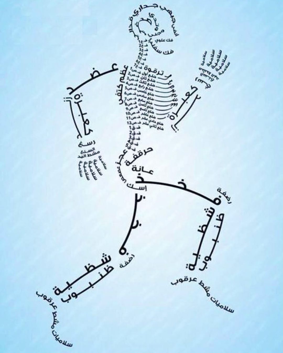 عظام جسم الانسان