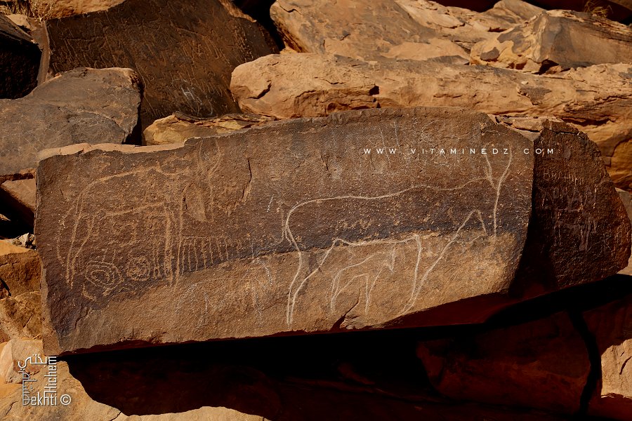 Gravures rupestres de Taghit (Gazelles)