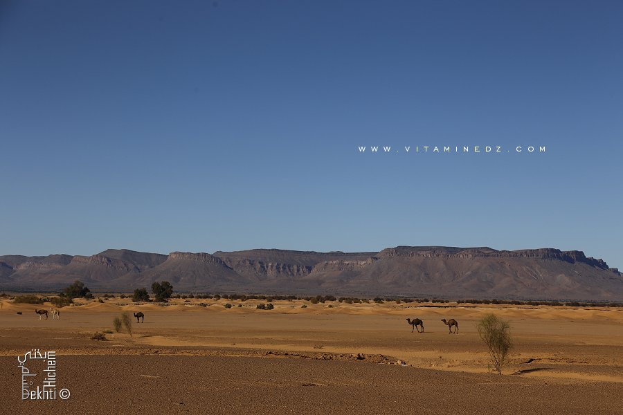Chameaux près du Djebel El Guettara non loin de Taghit