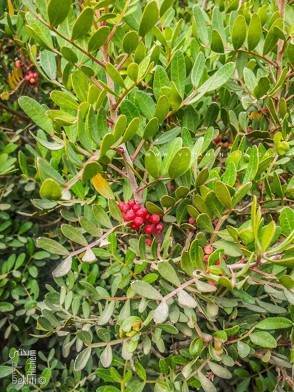 Shepherdia argentea ?