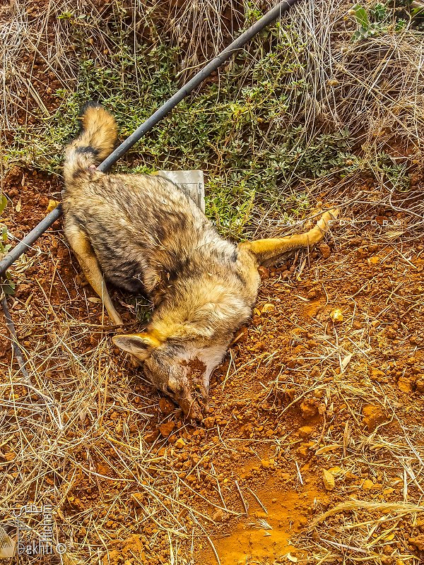 Un chacal mort près d'un cham à Tagma (empoisonné?)