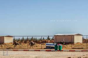 Un investisseur se lance dans l’élevage de l’autruche dans la wilaya de Naâma.