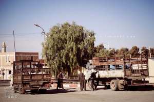 Mekmen Ben Ammar : Nomades de la région de Naama