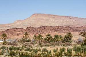 Petite palmeraie à Chellala Dehrania
