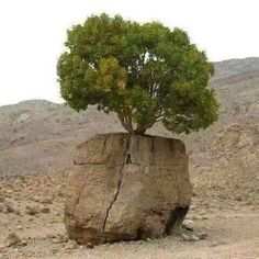 Les arbres qui refusent de mourir, quoique l'environnement en dise