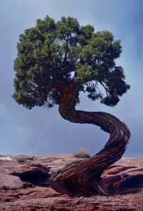 Les arbres qui refusent de mourir, quoique l'environnement en dise