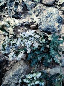 Fleur d'une plante sauvage à la plage de Malous