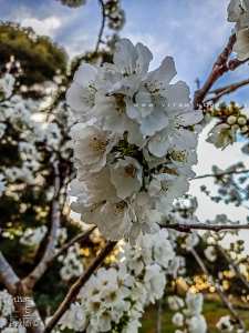 Les cerisiers fleuris du plateau de Lalla Setti et de Attar