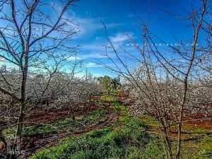 Temps de la floraison des Cerisiers du plateau de Lalla Setti (Tlemcen)