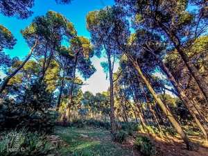 Fôret du petit perdreau (Parc National de Tlemcen)