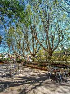 Les platanes de Tlemcen