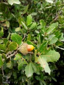 Ballout, gland est le fruit du chêne dans la region de Tagma (Tlemcen)