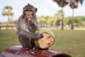 Planète (Pandémie corona virus) - Certaines espèces, devenues dépendantes des humains, se trouvent fort dépourvues, comme les singes.