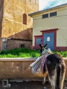 Notre ami l'ane, combien nous le faisons souffrir