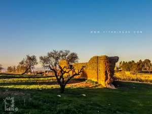 Sour (Muraille) à Tlemcen du coté de Kiffane les Dahlias ou ce qu'il en reste
