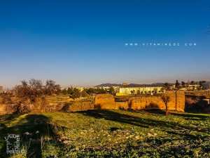 La muraille d'El mansoura à Tlemcen arrivant jusqu'à El Kiffane (Les Dahlias)