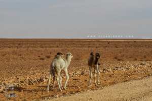 Petits dromadaires sur la Route d'El Benoud - Tinerkouk