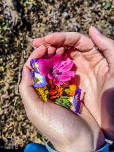 Bouquet de fleurs récolté près de Fellaoucene