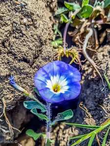Fleur Bleue sauvage de la région de Fellaoucene