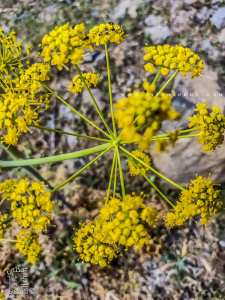 Fleur jaune sauvage de la région de Fellaoucene