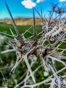 Fleur de cardon sauvage sauvage de la région de Fellaoucene