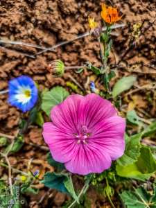 Diverses fleurs sauvages près de Fellaoucene