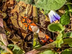 Le gendarme (Pyrrhocoris apterus), l'insecte le plus inoffensif