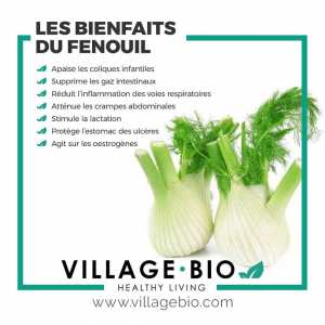 Les bienfaits du Fenouil