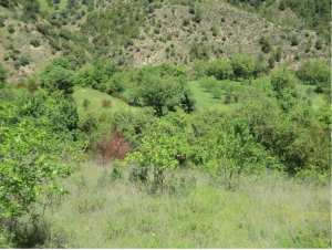 Promenade de printemps