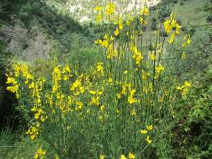Promenade de printemps