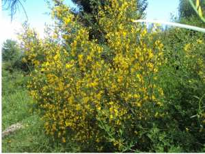 Promenade de printemps
