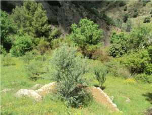 Promenade de printemps