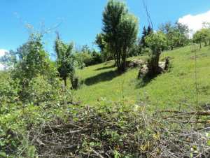 Promenade de printemps