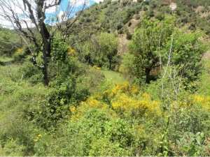 Promenade de printemps