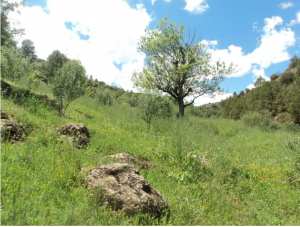 Promenade de printemps