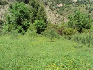Promenade de printemps