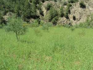 Promenade de printemps