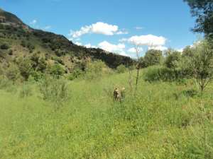 Promenade de printemps